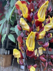 Thunbergia mysorensis
