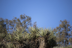 Yucca schidigera