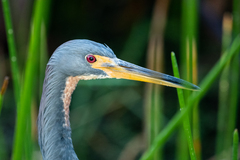 Egretta tricolor