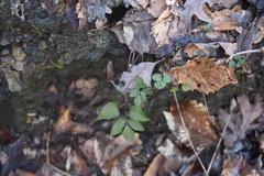 Thaspium trifoliatum