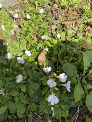 Mazus fauriei