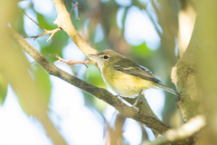 Vireo bellii