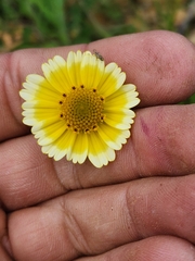 Layia platyglossa
