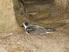 Pterodroma hypoleuca