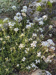 Iberis sempervirens