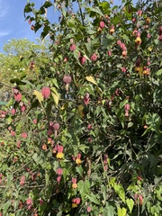Callianthe megapotamica