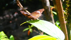 Euploea lewinii