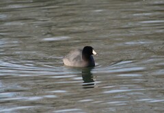 Fulica americana