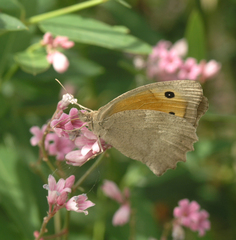 Hyponephele lupinus