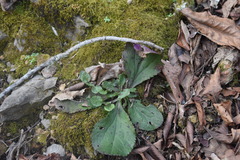 Packera obovata