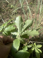 Dioscorea quartiniana