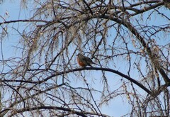 Turdus migratorius