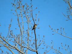 Falco sparverius