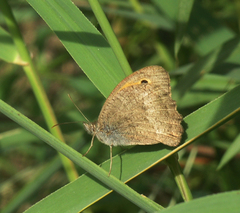 Hyponephele lupinus