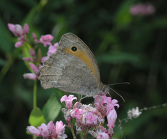 Hyponephele lupinus