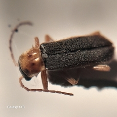 Cantharis lateralis