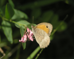 Apocynum lancifolium