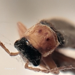 Cantharis lateralis