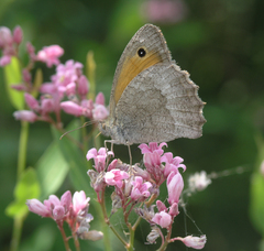Hyponephele lupinus