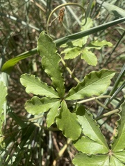 Dioscorea quartiniana