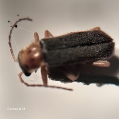 Cantharis lateralis