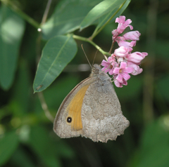 Hyponephele lupinus
