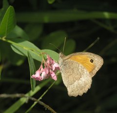 Hyponephele lupinus