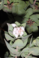 Arctostaphylos auriculata