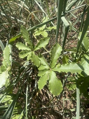 Dioscorea quartiniana