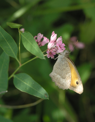 Hyponephele lupinus