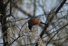 Turdus migratorius