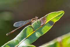 Nehalennia pallidula