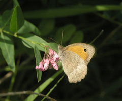 Hyponephele lupinus