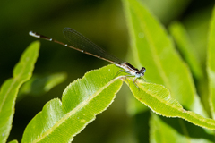 Nehalennia pallidula