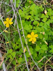 Oxalis californica