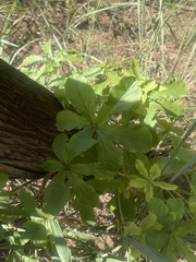 Dioscorea quartiniana