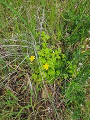 Oxalis californica