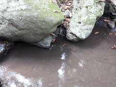 Euastacus sulcatus