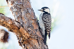 Dryobates borealis