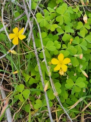 Oxalis californica