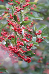 Pyracantha fortuneana