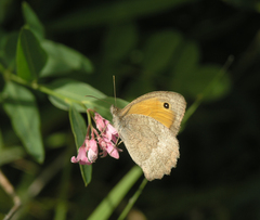 Hyponephele lupinus