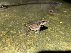 Ptychadena anchietae