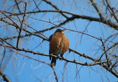 Turdus migratorius