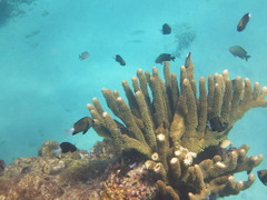 Dascyllus reticulatus