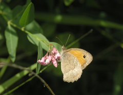 Hyponephele lupinus
