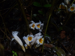 Christisonia calcarata