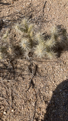 Cylindropuntia echinocarpa
