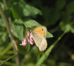Hyponephele lupinus