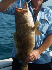 Epinephelus